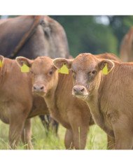 Calf Grass Balancer Ration