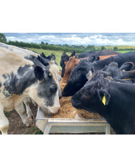 Forage Stretcher