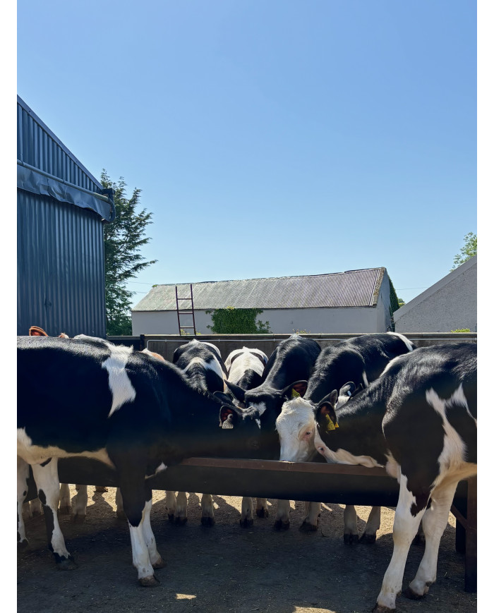 Complete Calf Grower 15%