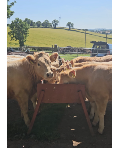 Cattle Blend