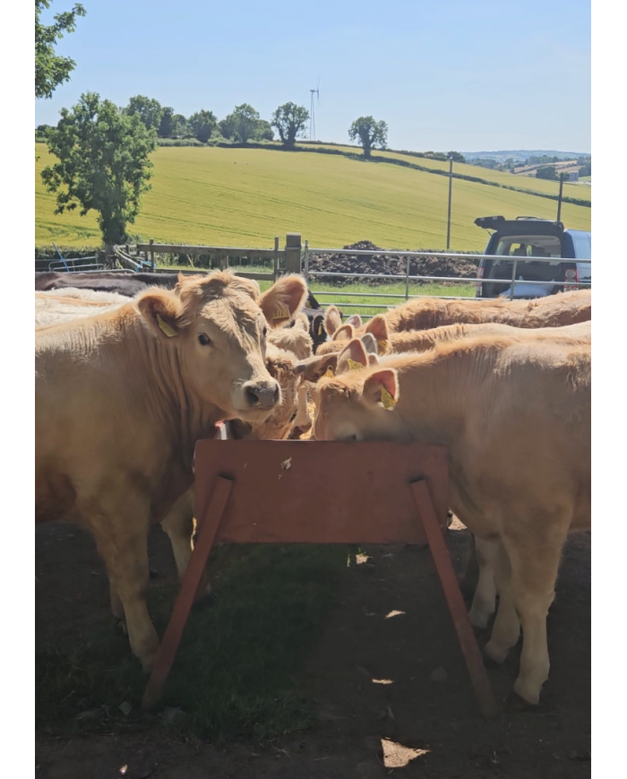Cattle Blend
