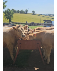 Cattle Blend