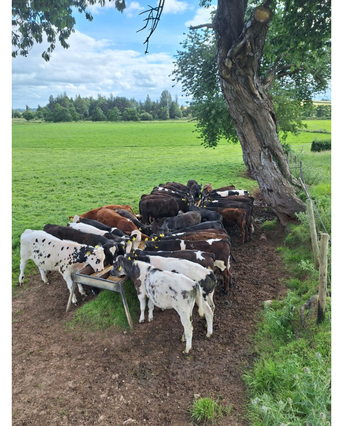 Calf Grass Balancer Ration