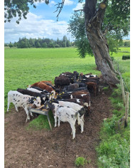 Calf Grass Balancer Ration