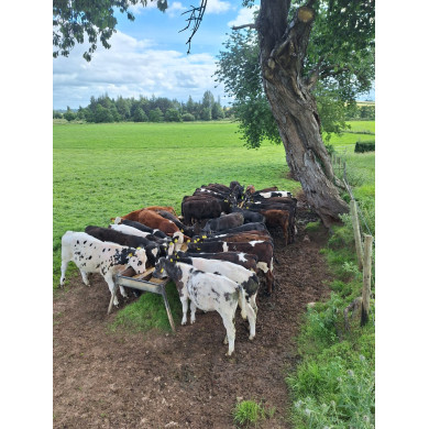 Calf Grass Balancer Ration